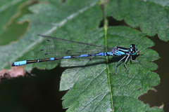 Coenagrion johanssoni