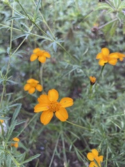 Dyssodia tagetiflora