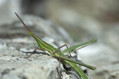 Acrida turrita
