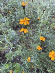 Dyssodia tagetiflora