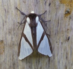 Turuptiana obliqua