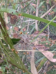 Aglaoctenus lagotis