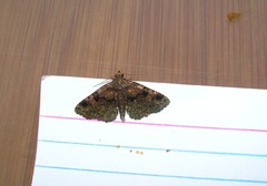 Metalectra quadrisignata