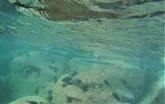 Tylosurus crocodilus fodiator