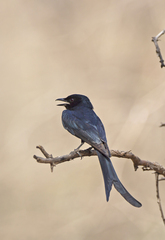 Dicrurus leucophaeus