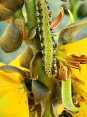 Phoebis philea philea