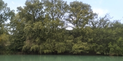 Taxodium mucronatum