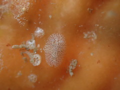Corambe pacifica