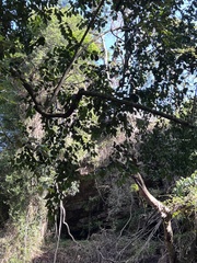 Cryptocarya natalensis