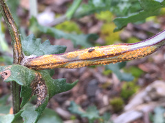 Puccinia lagenophorae image