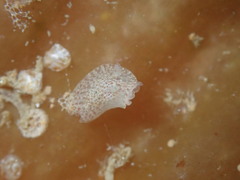 Corambe pacifica