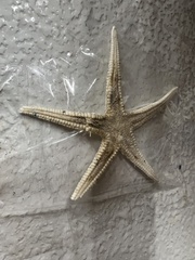 Astropecten