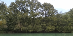 Taxodium mucronatum