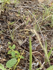 Palpada pusilla