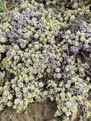 Raoulia parkii