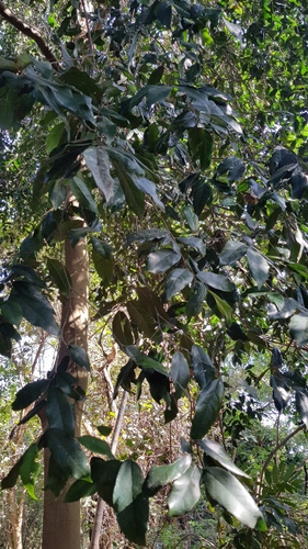 Celtis mildbraedii, photograph 5
