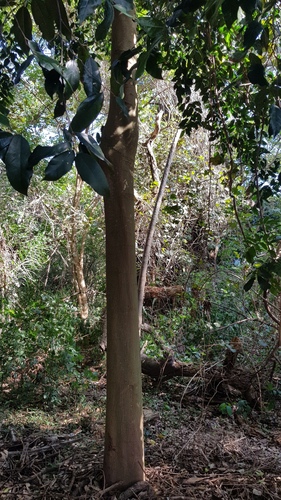 Celtis mildbraedii, photograph 6