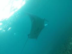 Mobula alfredi