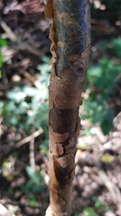 Commiphora harveyi