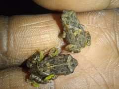 Sclerophrys garmani