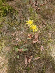 Hieracium murorum