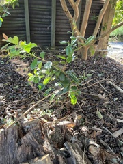 Psidium guajava