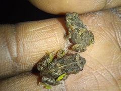 Sclerophrys garmani