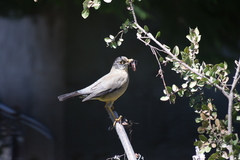 Turdus falcklandii