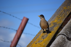 Turdus falcklandii