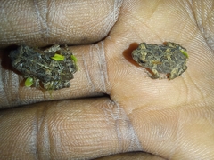 Sclerophrys garmani