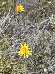 Ursinia dentata