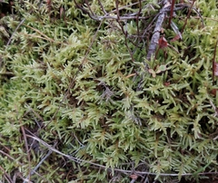 Pleurozium schreberi