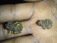 Sclerophrys garmani