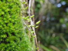 Leptostomum macrocarpum