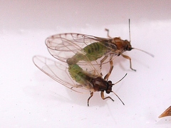 Psyllidae