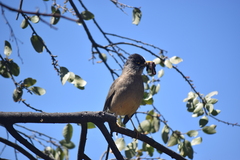Turdus falcklandii
