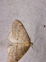 Operophtera fagata