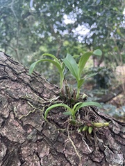 Polystachya sandersonii