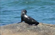 Arctocephalus pusillus pusillus