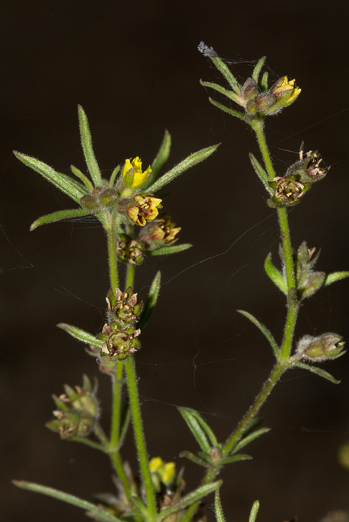 Vahlia dichotoma (Vahlia dichotoma)