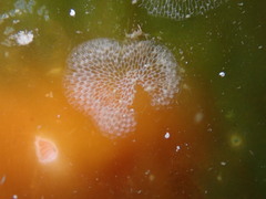 Membranipora membranacea