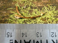 Lophocolea heterophylla