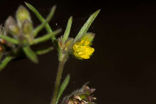 Vahlia dichotoma image