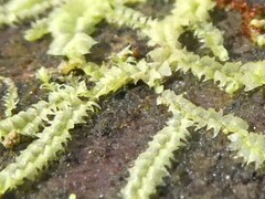 Lophocolea heterophylla