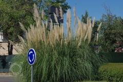 Cortaderia selloana