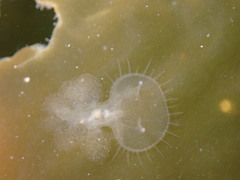 Melibe leonina