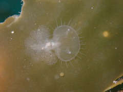 Melibe leonina
