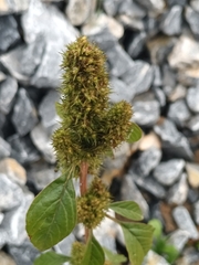 Amaranthus powellii