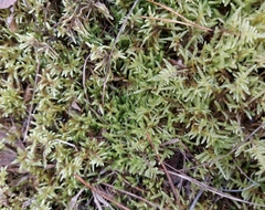 Pleurozium schreberi