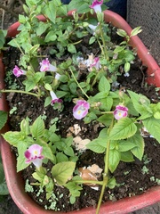 Torenia